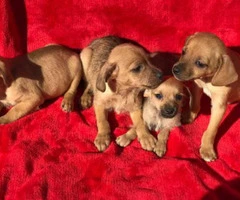 Adorable brown Chiweenie puppies
