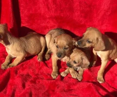 Adorable brown Chiweenie puppies - 2