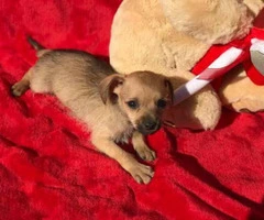 Adorable brown Chiweenie puppies - 4