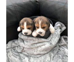 Gorgeous AKc Beagle Puppies