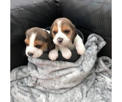 Gorgeous AKc Beagle Puppies - 2