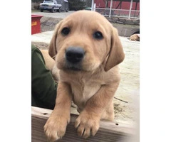 AKC registered English Labrador puppies - 5