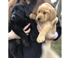AKC registered English Labrador puppies - 9