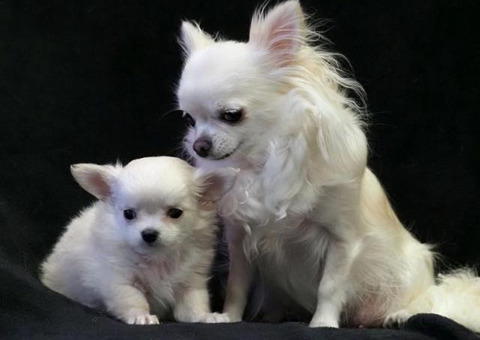 Top Quality Very Fluffy Long-coat Chihuahua Puppy (802) 265-6723