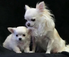 Top Quality Very Fluffy Long-coat Chihuahua Puppy (802) 265-6723