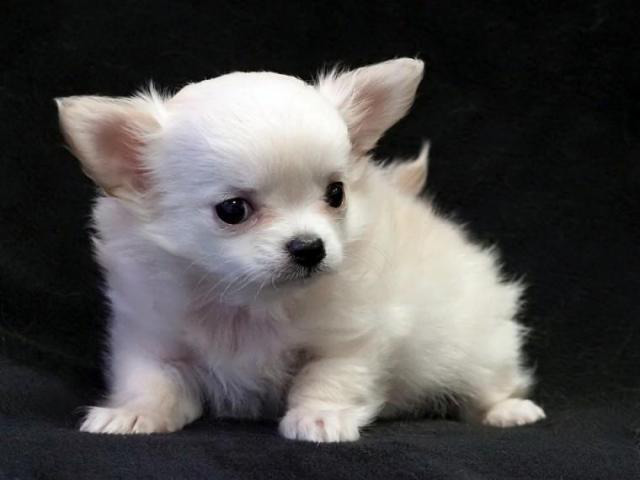 Top Quality Very Fluffy Long-coat Chihuahua Puppy (802) 265-6723 ...