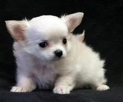 Top Quality Very Fluffy Long-coat Chihuahua Puppy (802) 265-6723 - 2