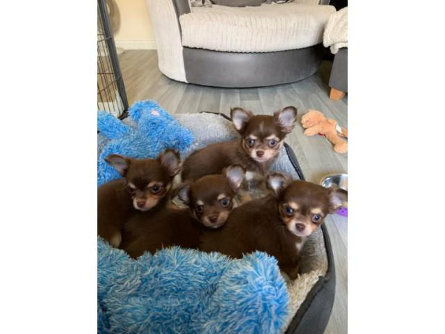 Chocolate Kc Long Hair Chihuahua Puppies in
