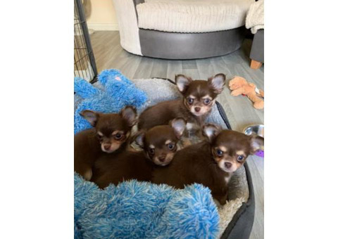 Gorgeous Chocolate Kc Long Hair Chihuahua Puppies