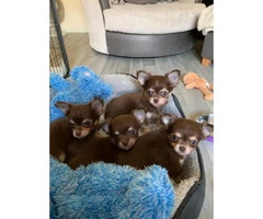 Gorgeous Chocolate Kc Long Hair Chihuahua Puppies - 1