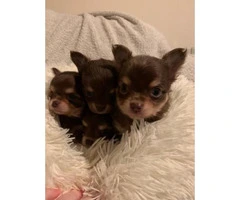 Gorgeous Chocolate Kc Long Hair Chihuahua Puppies - 2