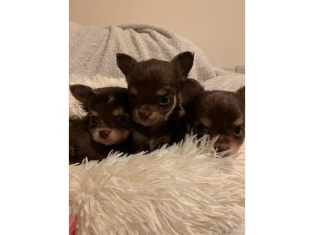 Chocolate Kc Long Hair Chihuahua Puppies in