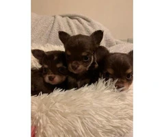 Gorgeous Chocolate Kc Long Hair Chihuahua Puppies - 3
