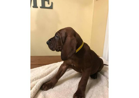 2 males left Beautiful Redbone Coonhounds