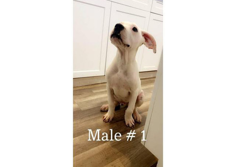 4 months old Dogo Argentino puppies