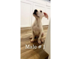 4 months old Dogo Argentino puppies