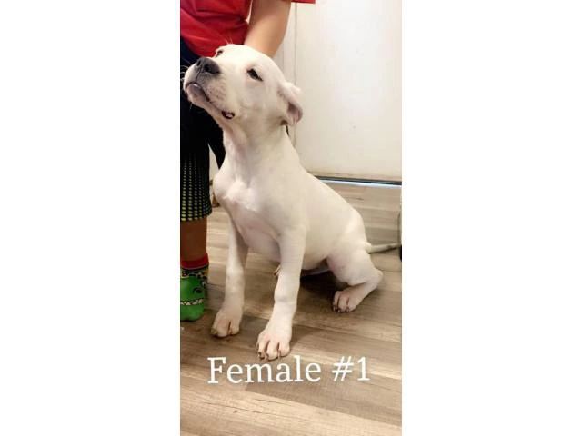 4 months old Dogo Argentino puppies - 5/7