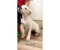 4 months old Dogo Argentino puppies - 5