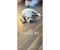 4 months old Dogo Argentino puppies - 6