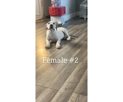 4 months old Dogo Argentino puppies - 7
