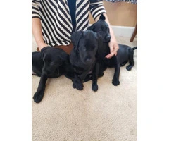 Pure bred litter of 10 lab puppies - 2
