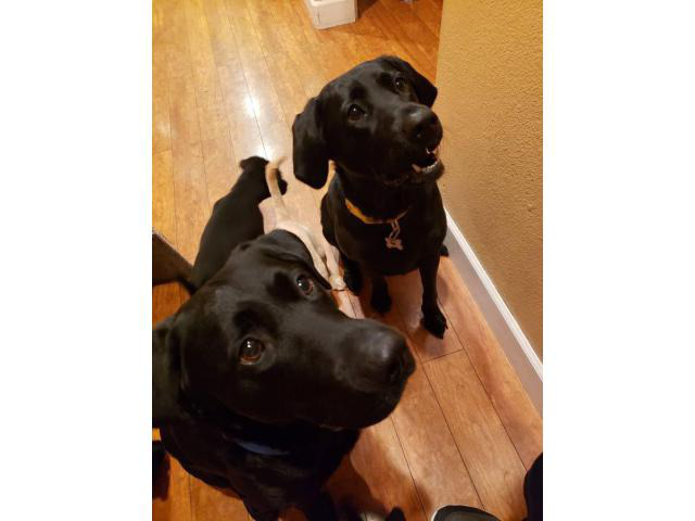 Pure bred litter of 10 lab puppies in Merced, California ...