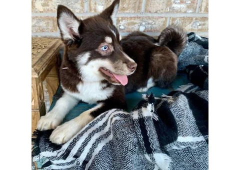 6 months old Pomsky female puppy