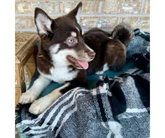 6 months old Pomsky female puppy