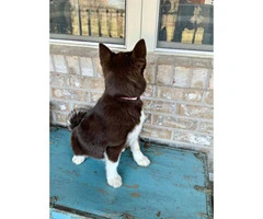 6 months old Pomsky female puppy - 2
