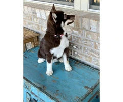6 months old Pomsky female puppy - 3