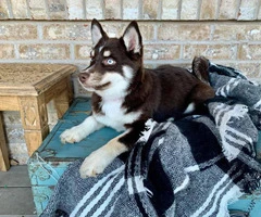 6 months old Pomsky female puppy - 4