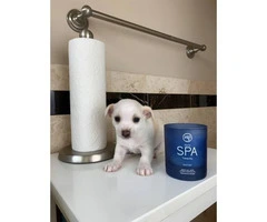 Eight weeks old Teacup Purebred Chihuahua Puppies