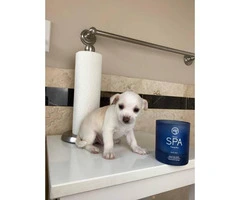 Eight weeks old Teacup Purebred Chihuahua Puppies