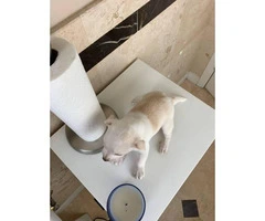Eight weeks old Teacup Purebred Chihuahua Puppies