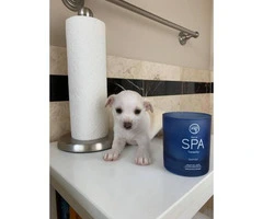 Eight weeks old Teacup Purebred Chihuahua Puppies