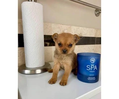Eight weeks old Teacup Purebred Chihuahua Puppies