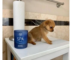 Eight weeks old Teacup Purebred Chihuahua Puppies
