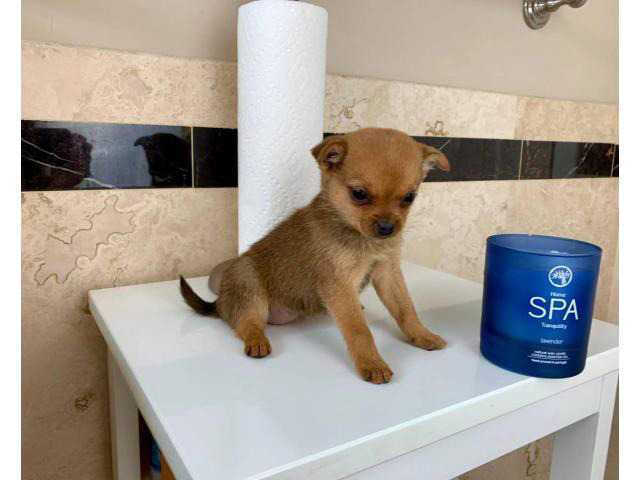 Eight weeks old Teacup Purebred Chihuahua Puppies Los Angeles - Puppies