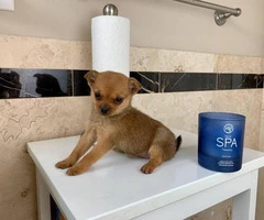 Eight weeks old Teacup Purebred Chihuahua Puppies