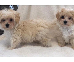 Outstanding Health Tested Maltipoo Puppies - 2