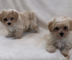 Outstanding Health Tested Maltipoo Puppies - 3