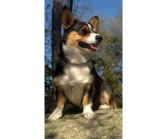corgi pembroke colored