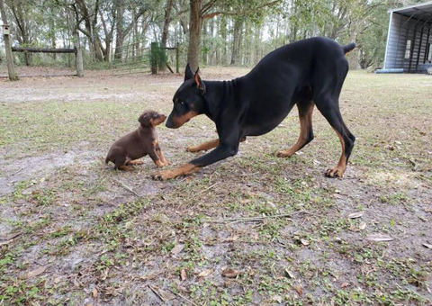 Doberman puppies 2 red girls and 1 blue girl left