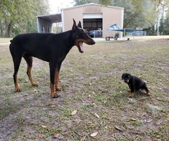 Doberman puppies 2 red girls and 1 blue girl left - 2