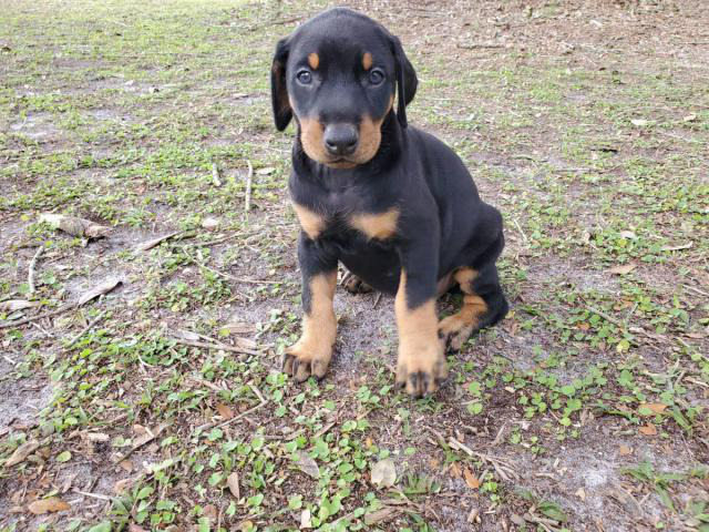 Doberman puppies 2 red girls and 1 blue girl left in