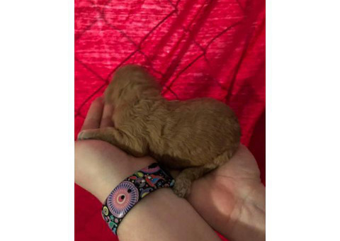 Six weeks old CKC registered Standard Red poodle puppies