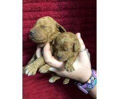 Six weeks old CKC registered Standard Red poodle puppies - 2