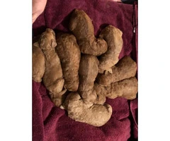 Six weeks old CKC registered Standard Red poodle puppies - 3