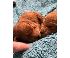 Six weeks old CKC registered Standard Red poodle puppies - 6