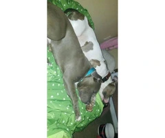 Male American bully puppy to be rehomed - 3